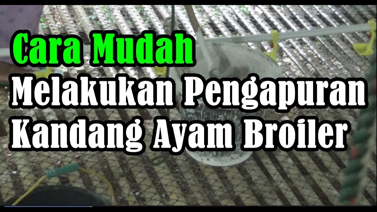 Cara Mudah Melakukan Pengapuran Kandang Ayam Broilrer 