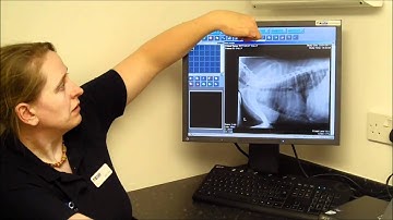 Vita veterinary X-ray system instructional video -- BCF Technology