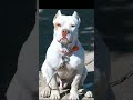 white pitbull 🤬🤬 attitude #short🤬🤬🤬