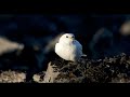 St. Matthew Island Wildlife Exploration Quiz