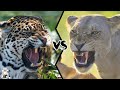 JAGUAR VS LIONESS -  If They Fought, Who Would Win?