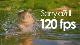 Sony A7rII (a7r mark 2) 120 fps slow motion test (puppies and water)