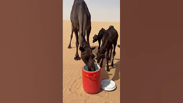 تلاوة خاشعة الشيخ عبد الرحمن مسعد اجمل صوت في العالم تصميم فيديو القرآن الكريم 