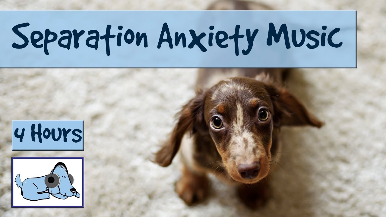 Separation Anxiety in Dogs - This Music Will Help! - YouTube - Pawsome Calming Music For Separation Anxious Dogs