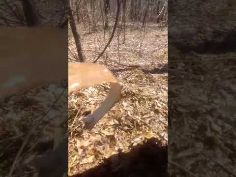 Harvesting Slippery Elm