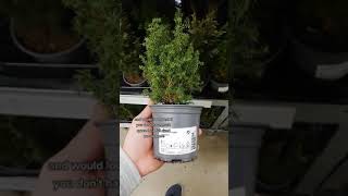 Mini Christmas Trees