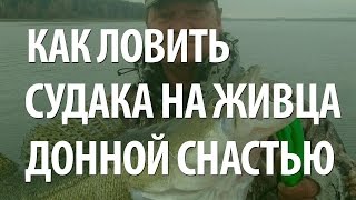 КАК ЛОВИТЬ СУДАКА на ЖИВЦА с БЕРЕГА на ДОНКУ