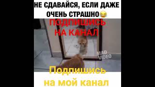 КОТ И ЗЕРКАЛО | Cat and the  mirror |