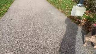 Letown Bully Camp Nova 100% Hurricane Bloodline