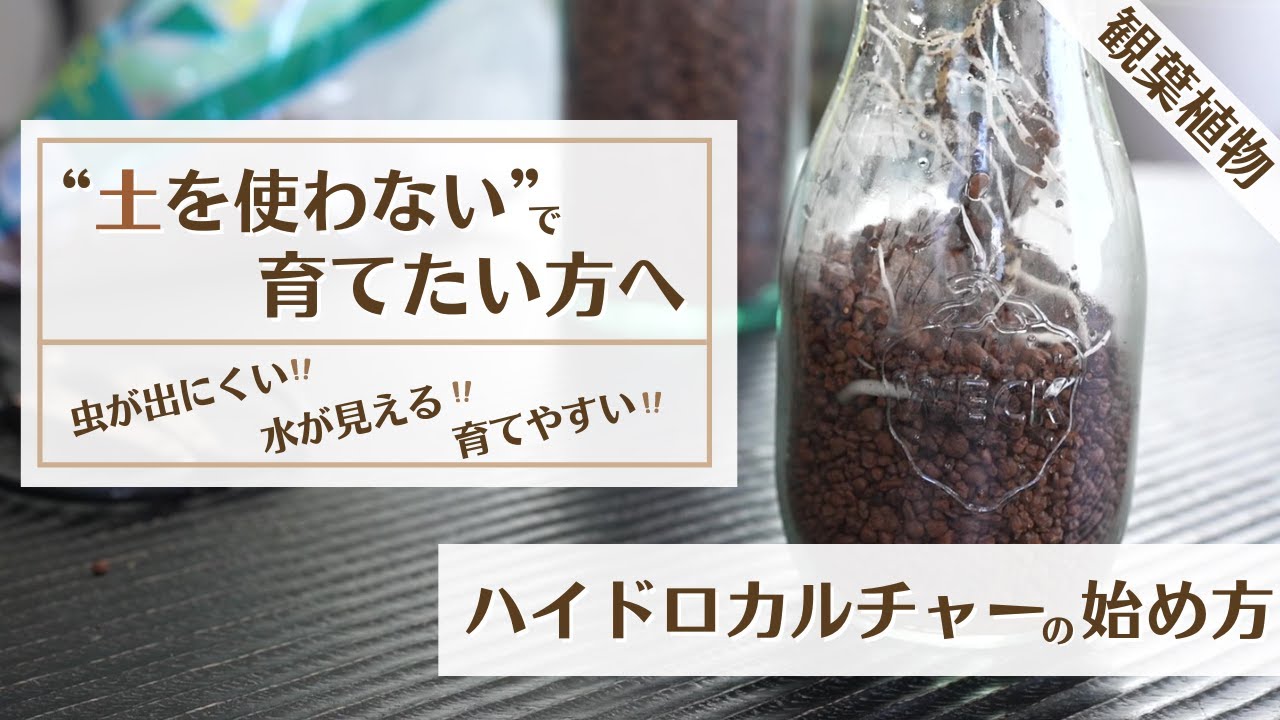 水が見える 虫出ない 育てやすい 清潔なハイドロカルチャーでモンステラを育てよう Youtube