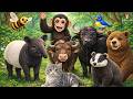 Cute Farm Animals: Bee, Chimpanzee, Bird, Tapir, Buffalo, Bull, Bear, Badger - Animal Video