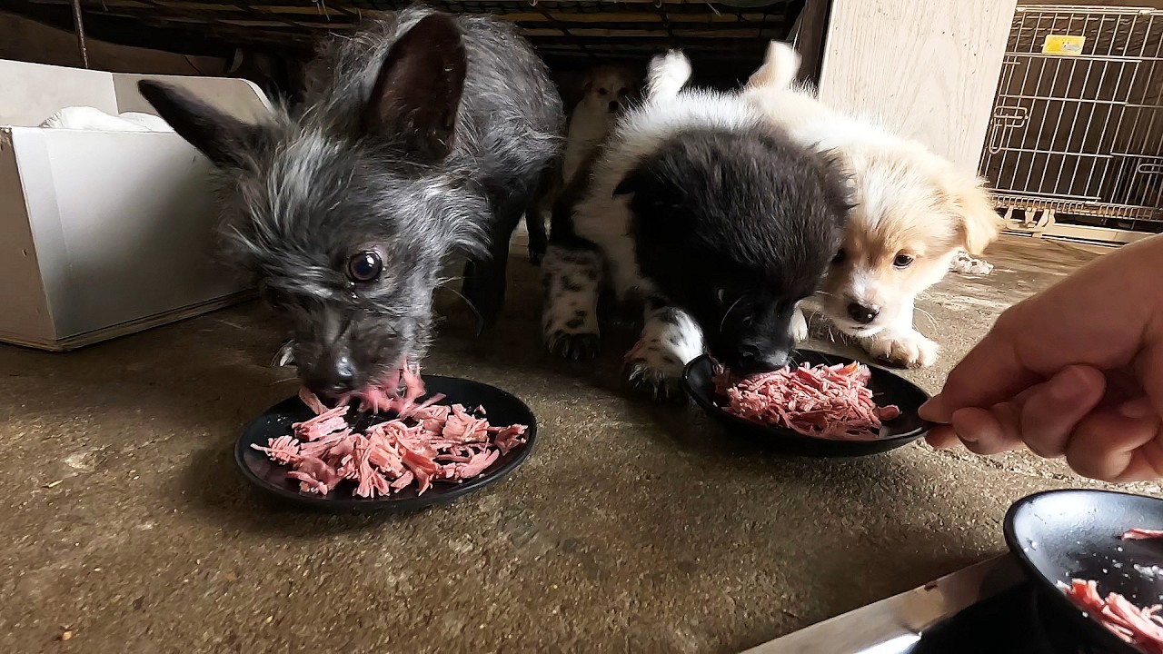 回来了开饭了，小奶狗们热情欢迎，尾巴都快摇掉了