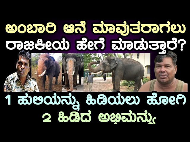 ಅಂಬಾರಿ ಆನೆ ಮಾವುತರಾಗಲು ರಾಜಕೀಯ ಹೇಗೆ ಮಾಡುತ್ತಾರೆ? 1 ಹುಲಿಯನ್ನು ಹಿಡಿಯಲು ಹೋಗಿ 2 ಹುಲಿಯನ್ನು ಹಿಡಿದ ಅಭಿಮನ್ಯು! class=