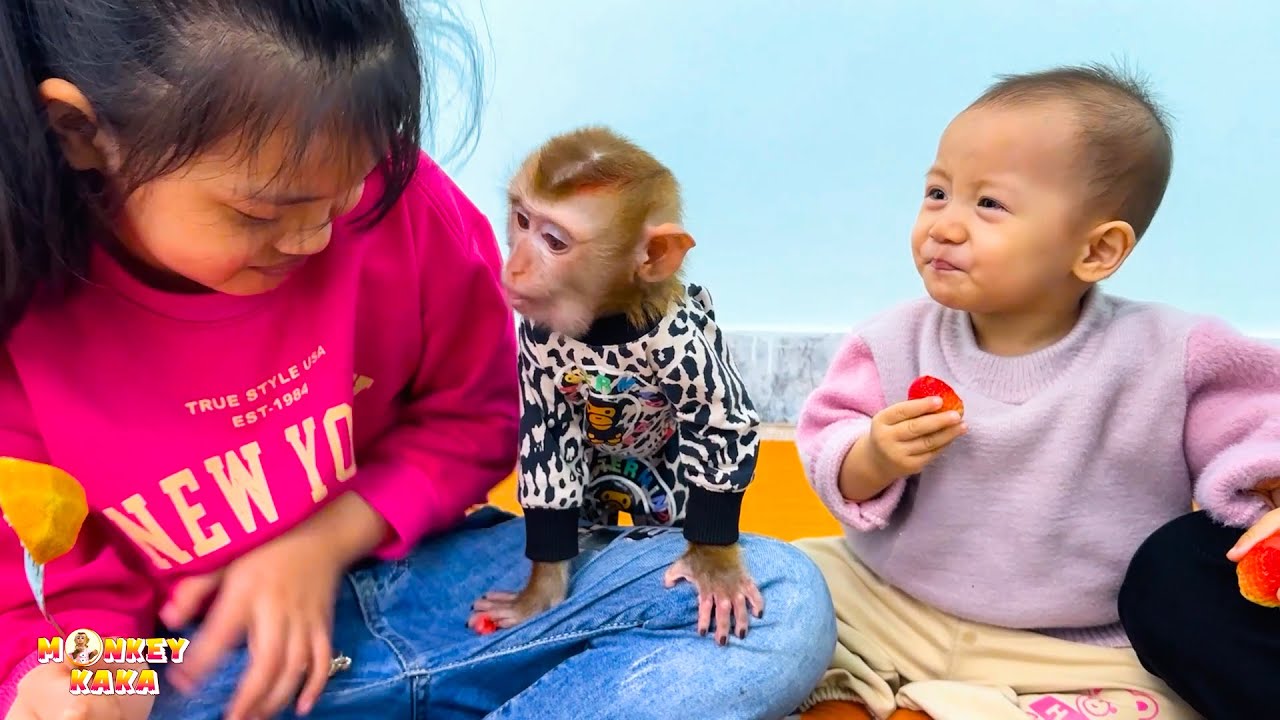 Monkey Kaka and Diem happily gathered to eat with their family - YouTube