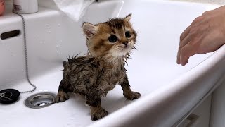 When Lili's kittens took their first bath, their appearance was completely transformed!