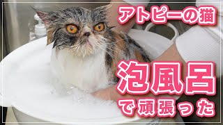 【ナッツちゃん⑦】アトピーの猫ちゃんを泡風呂で洗ってみた【アトピーの猫】 by キャットグルーマーTV 62,040 views 3 months ago 23 minutes