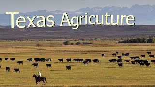 How Texas Farmers Use 127 Million Acres Of Farmland - American Farming Documentary