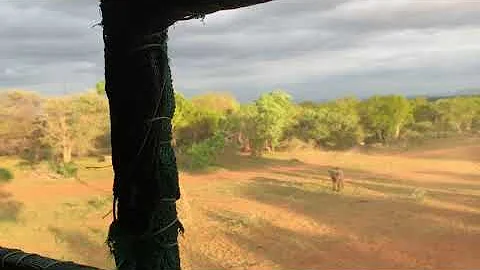 Bowhunting cape buffalo