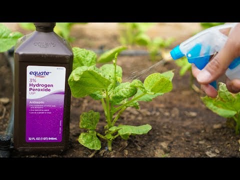 5 Benefits of Hydrogen Peroxide on Plants and