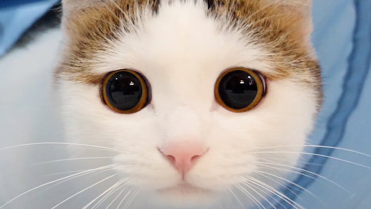 まんまるお目目なねこ Round Eyes Of Miri Youtube