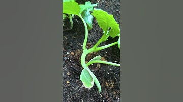 Squash Vine Borer Prevention