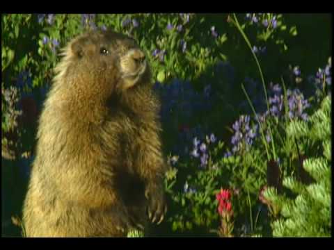 Video: Eet een marmot bloemen?