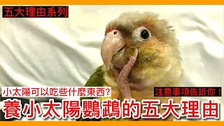 養「小太陽鸚鵡」的五大理由注意事項與飼養方針Five reasons to raise a  Sun Parakeet【鸚鵡小木屋】【鵡大理由】