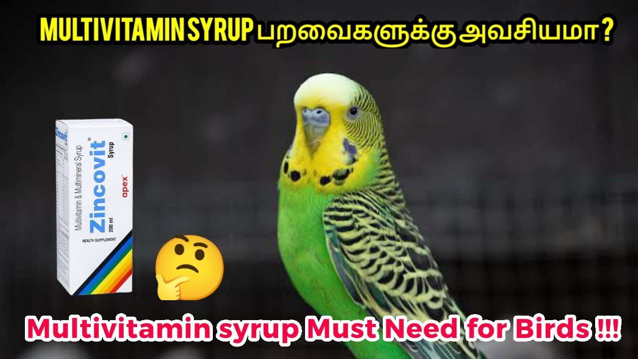 Birds Need Multivitamin Syrup  ? Multivitamin Syrup Benefits? || தமிழில் ||
