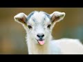 An singing goat