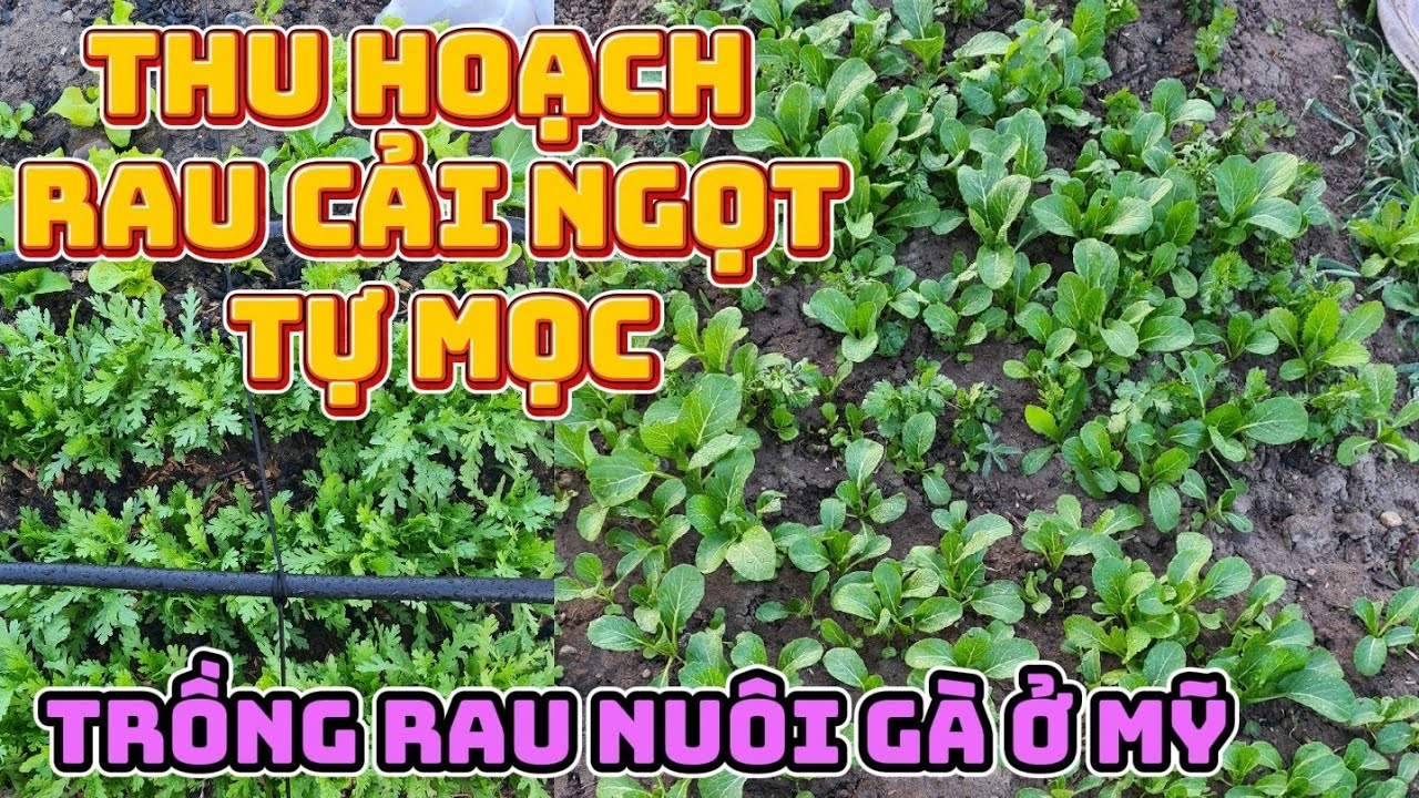 Thu hoạch rau cải ngọt tự mọc từ hạt của cây năm trước/Trồng rau nuôi ...