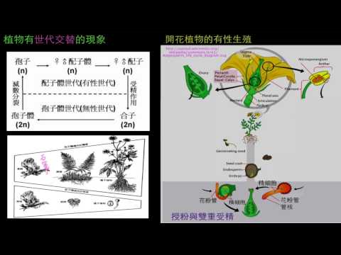 植物界 被子植物by Junyiacademy 植物界 被子植物by Junyiacademy