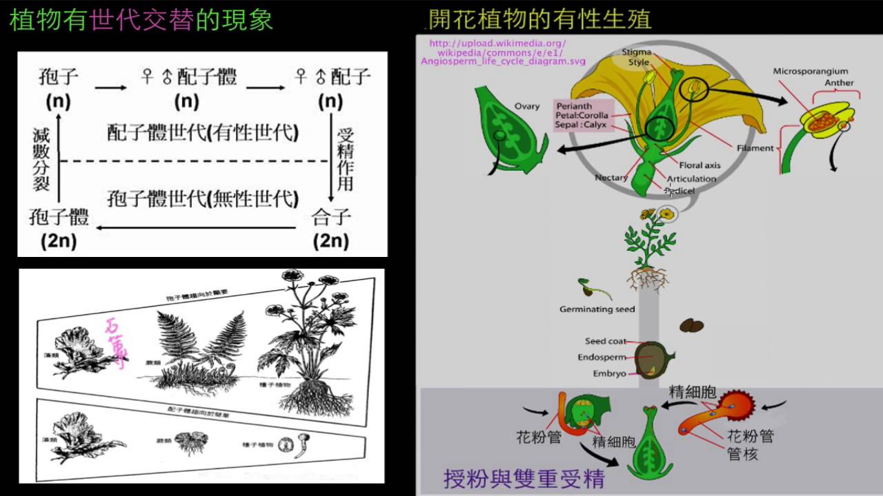 植物世代交替與被子植物生活史 Youtube 植物世代交替與被子植物生活史 Youtube