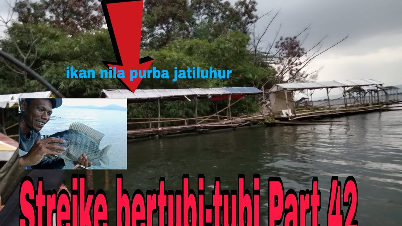 Ini yang di sebut ikan nila purba😱 Streike bertubi-tubi Part 42 ||Mancing jatiluhur terbaru