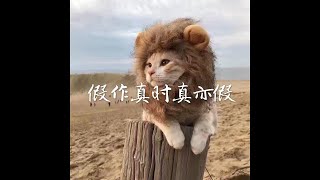 201602 假亦真时真亦假40014