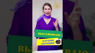 Как вырастить бегонию из клубня