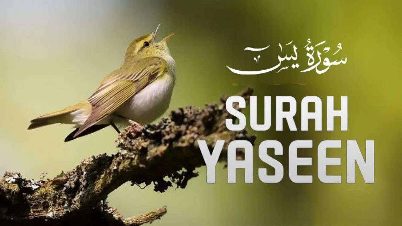 Relax Your Heart & Sleep Peacefully | Ultimate RELAXING Quran to Ease Your Soul | Mohamed Hegazy