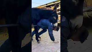 Funniest Donkey Ever Donkey Training the fun way 194