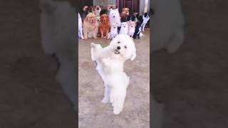 Lovely puppies and So cute of pets  SCOP: 241, Dancing, Puppies dancing