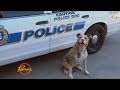 New york states first pit bull k9 officer is trying to change her breeds image