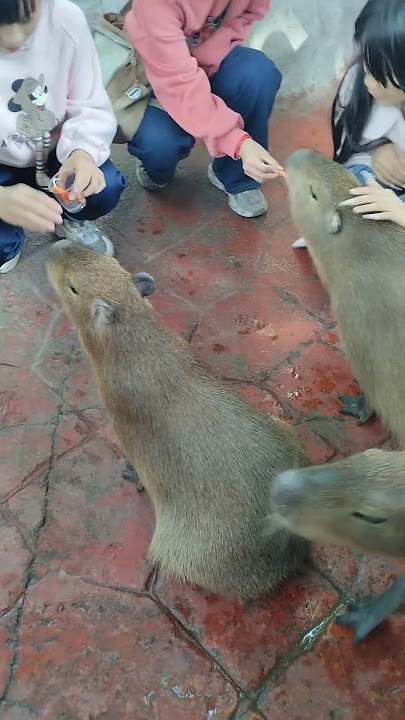 Ano klasing hayop kayanito?#asmr #viralshortsvidio #cute #asmrsounds #lhynskiechannel27 #zoo