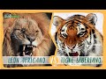 LEON AFRICANO vs TIGRE SIBERIANO: ¿Cuál ganaría?