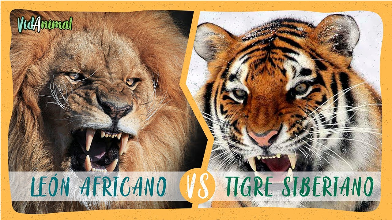 ¿Quién es más valiente el tigre o el León