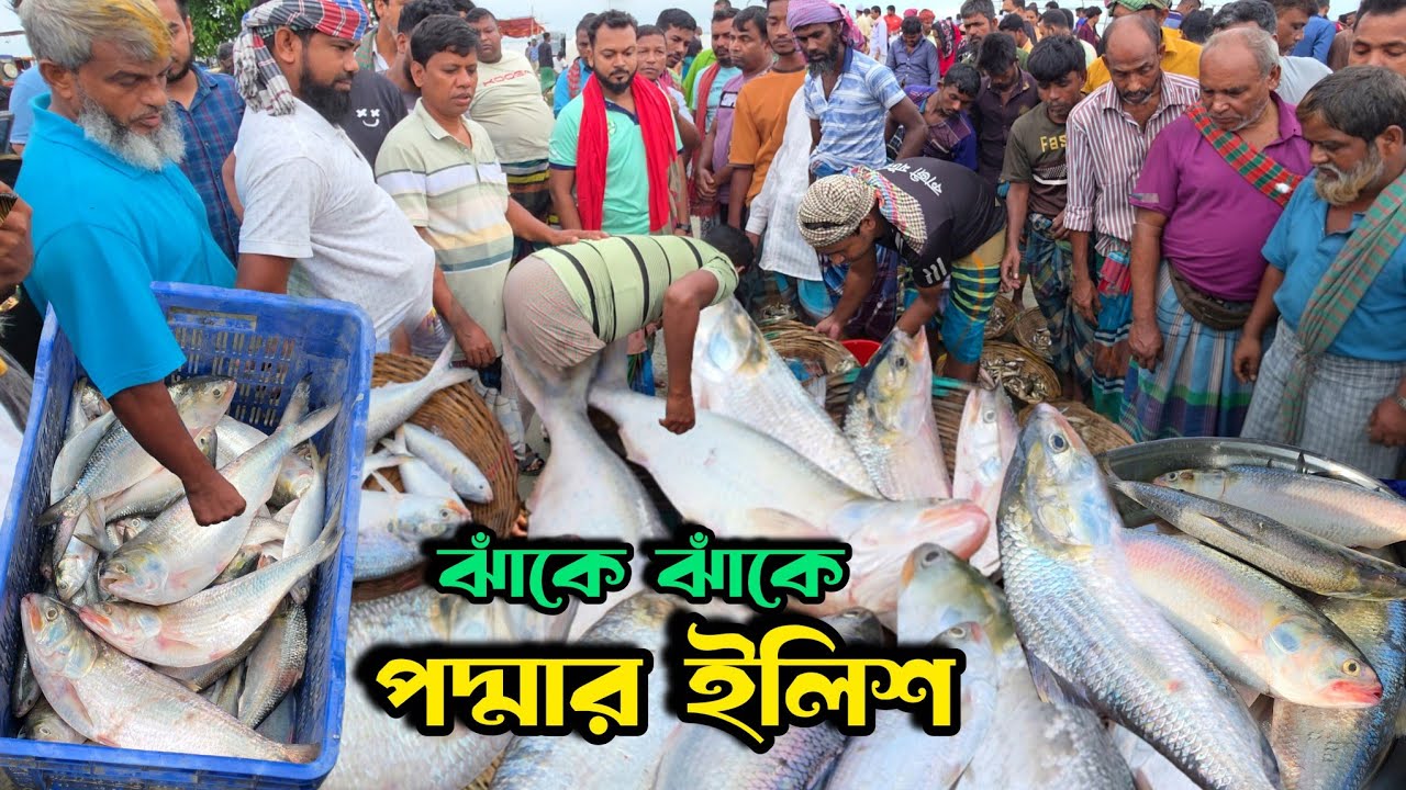 সবচেয়ে কম দামে পদ্মার ইলিশ মাছ বিক্রি হলো আজকে | Padmailish | BD Fish | today fish market | DN Eyes