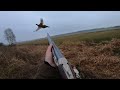 Jacht - Hond staat (pheasant hunting with pointing dogs)