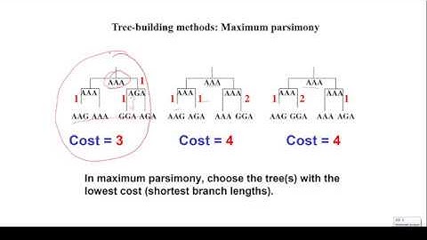 Basics of Phylogenetics - Difference between distance and character based methods