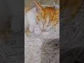 #ameero ki sham#trending #bollywood #cat  #newsong #letestsong #love #oldsong#|@Goldenbeauty2007