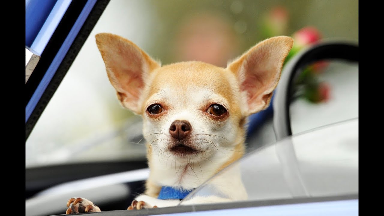 Yo Quiero To Not Get Killed By PETA