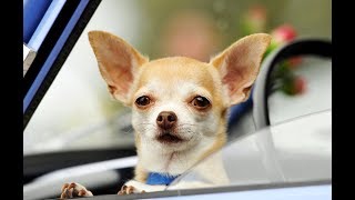 Yo Quiero To Not Get Killed By PETA