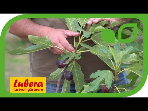 Video: Was ist ein Feijoa-Baum - Erfahren Sie mehr über die Pflege und Verwendung von Ananas-Guave