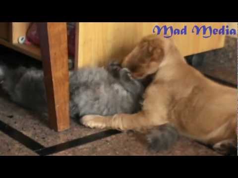 funny-cat-annoying-innocent-dog